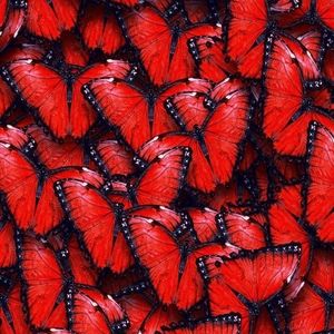 Meet your Posher, Oliver